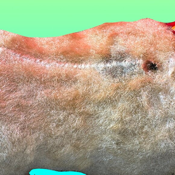 Donny the rubber-faced bulldog - Picture 7 of 7